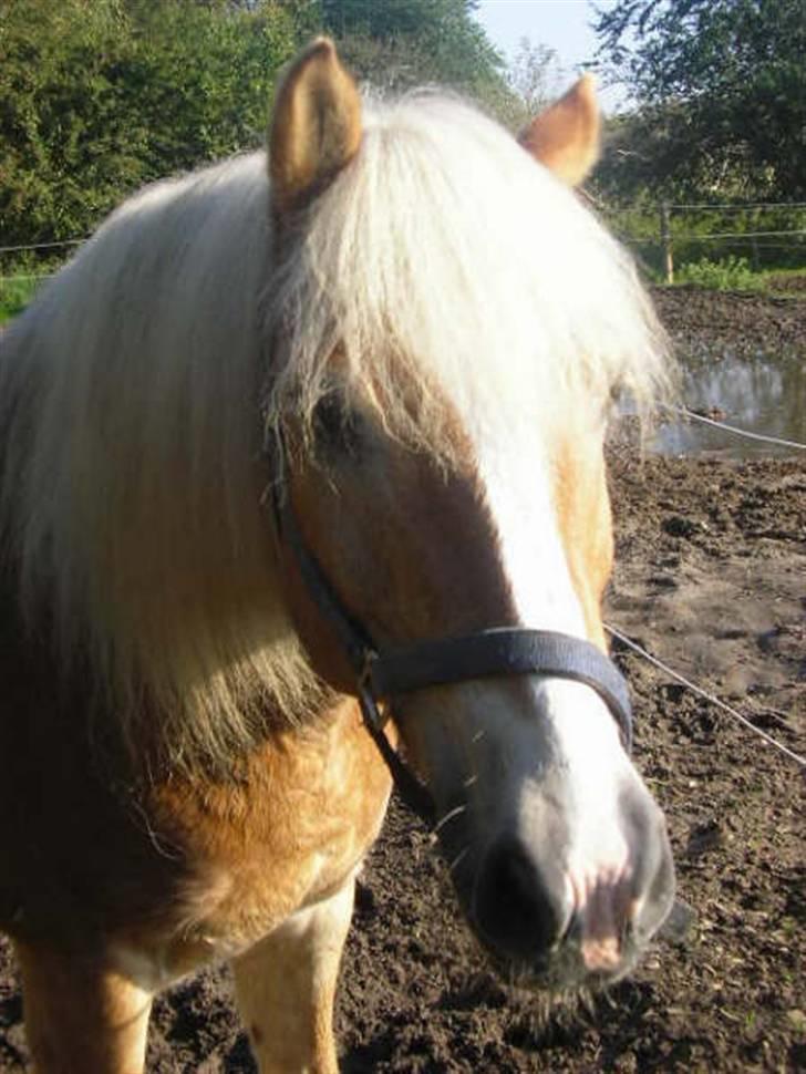 Haflinger Absalon billede 1