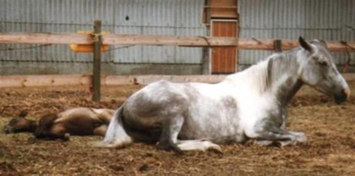 Pinto Bianca - Aflivet :'( - bianca det brune føl billede 9