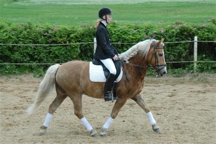 Haflinger Absalon billede 2