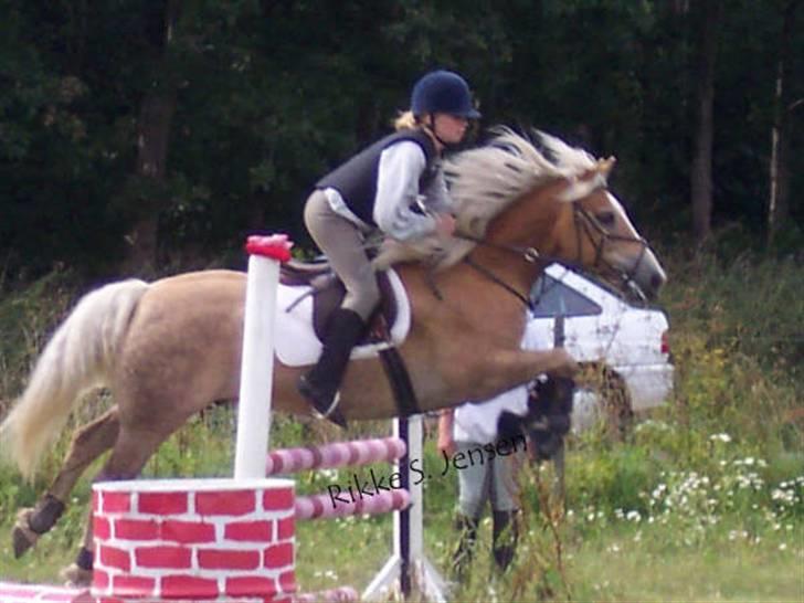 Haflinger Absalon billede 5