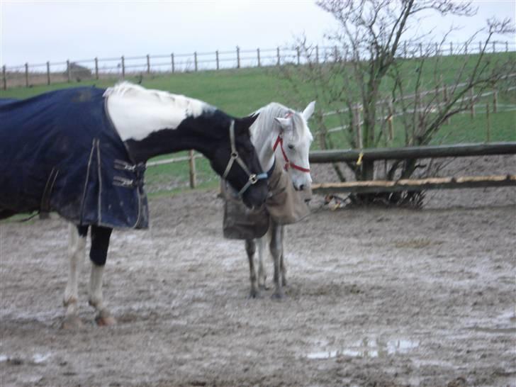 Pinto Bianca - Aflivet :'( - Bianca og tabasco:) weekenden efter bianca var flyttet :) billede 11