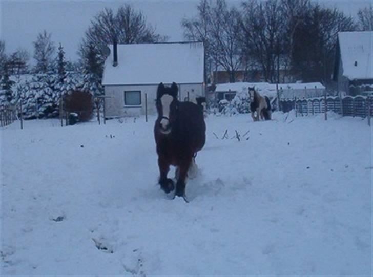 Irish Cob Luca  billede 5