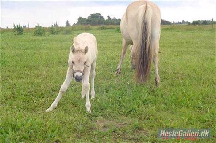 Fjordhest Ebbetorns Atlanta *SOLGT* - Nr 18.  billede 18