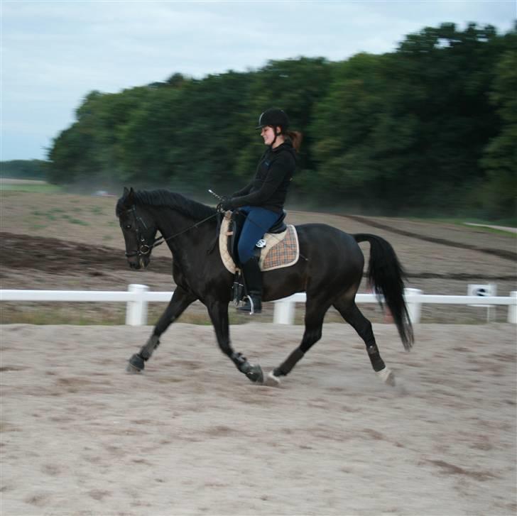 New Forest elmholts dream dancer   - trav sep 08 billede 8