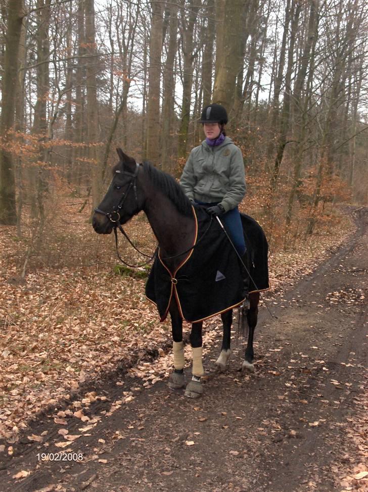 New Forest elmholts dream dancer   - feb. 08. Dudi og mig i skoven , han fik øje på nogle andre heste. hehe billede 9