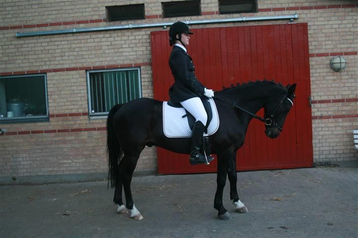 New Forest elmholts dream dancer   - maj 08: efter La1´en til c-stævne på MSR blev nr 2:) billede 10