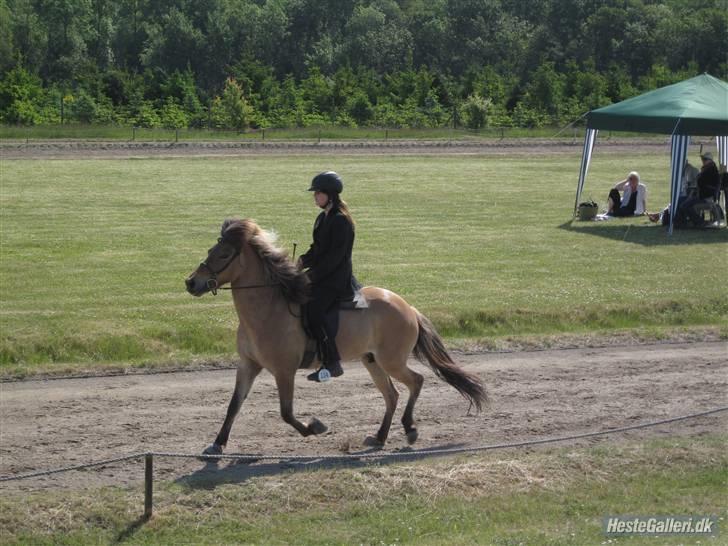 Islænder Snug fra Yggdrasil *SOLGT - Pinsestævnet 2009 <3  billede 5