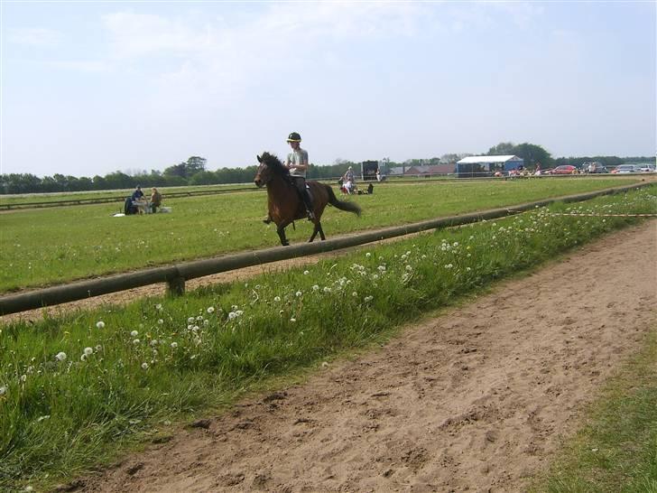 Islænder Múska fra Olesminde - muska og mig til stævne på snegla for nogle år siden... billede 8