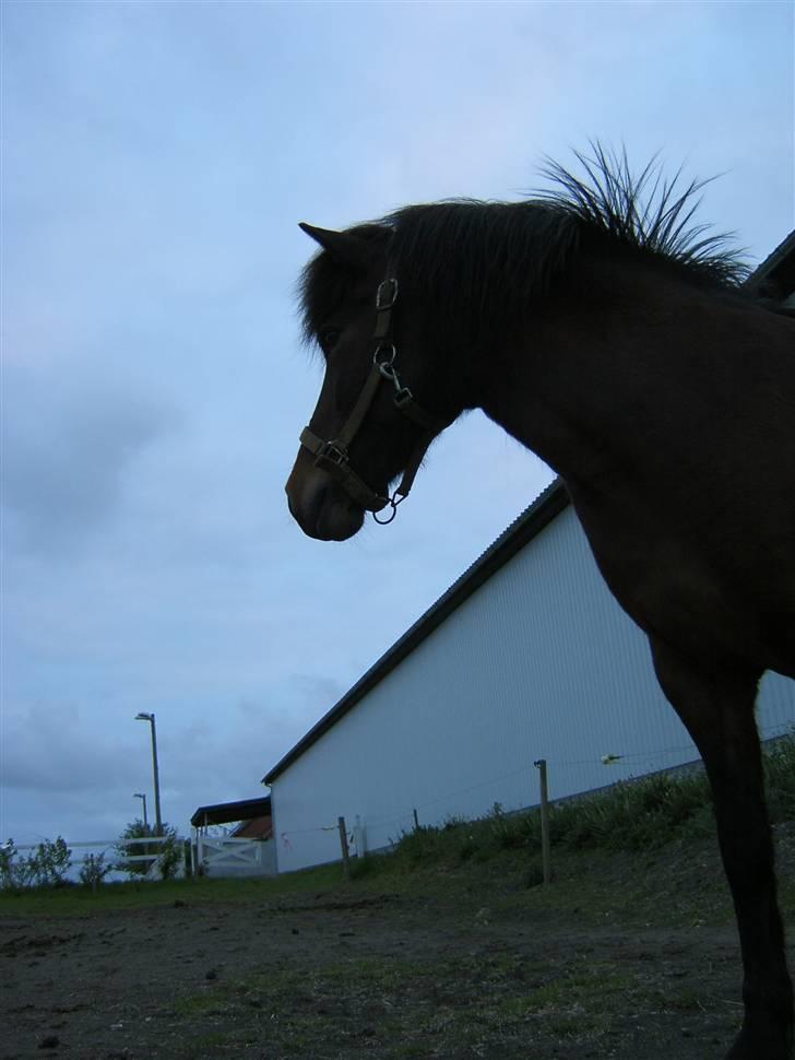 Islænder Múska fra Olesminde - muska som savner de andre mens de er inde...  billede 9