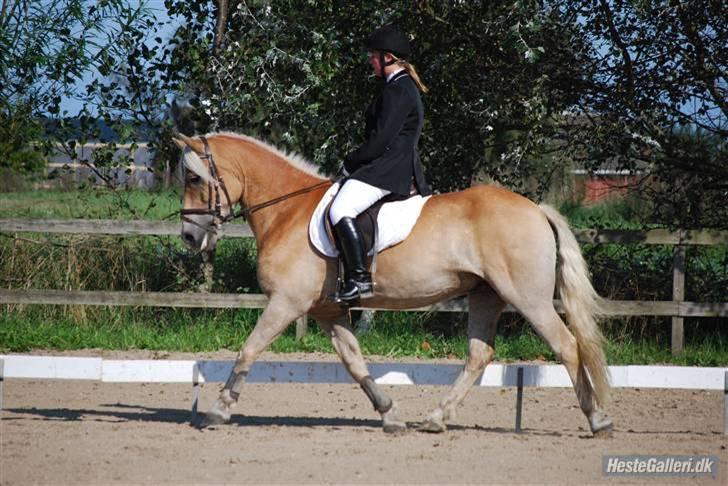 Haflinger Skyttegårdens Agra R.i.P  billede 5