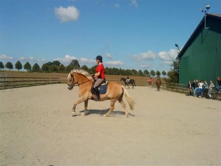 Haflinger Skyttegårdens Agra R.i.P  billede 6