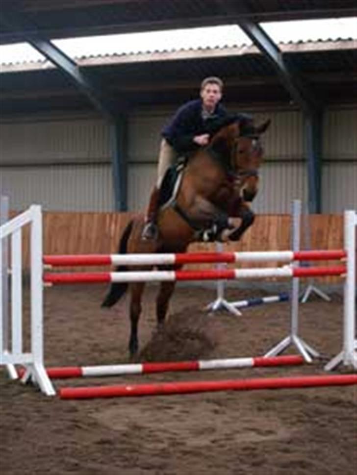 Hannoveraner Amira. - Amira& Dennis billede 17