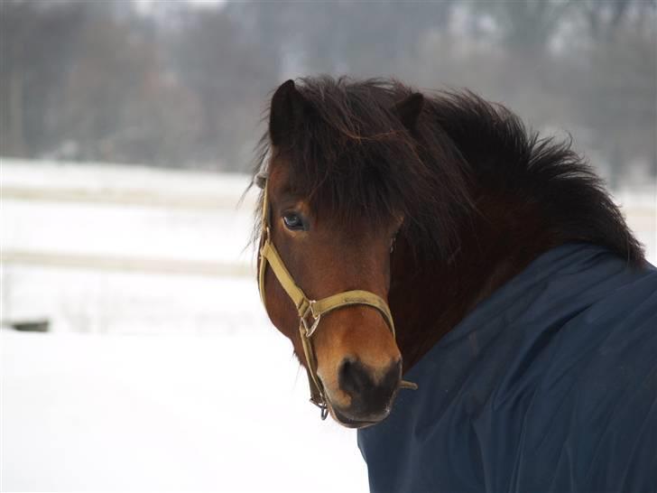 Islænder Múska fra Olesminde - muska en vinterdag.. billede 1