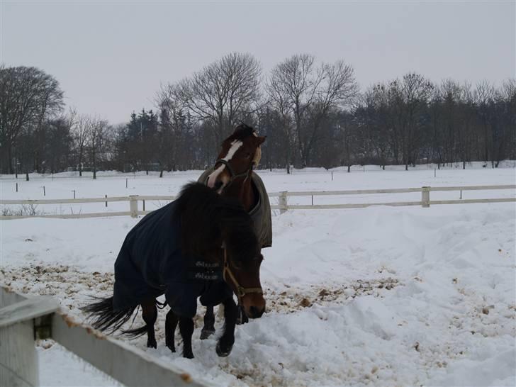 Islænder Múska fra Olesminde - muska og viantha i sne ;) billede 10