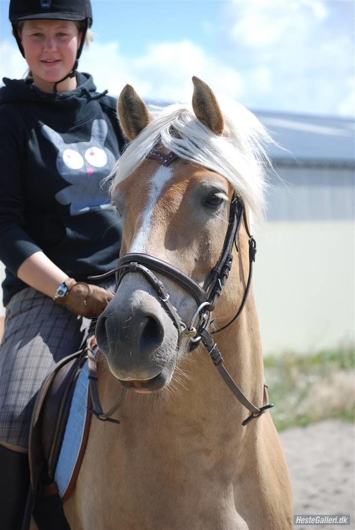 Haflinger Skyttegårdens Agra R.i.P  - ;p Foto: Line Wiegaard billede 8