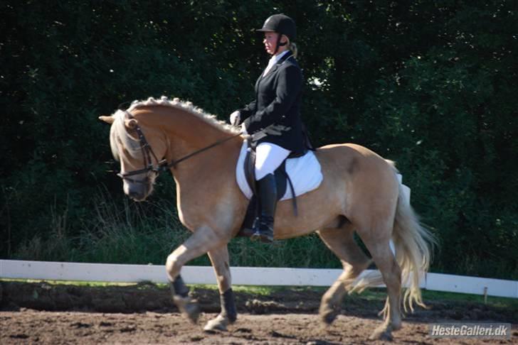 Haflinger Skyttegårdens Agra R.i.P  - :D Foto:Line Wiegaard billede 9