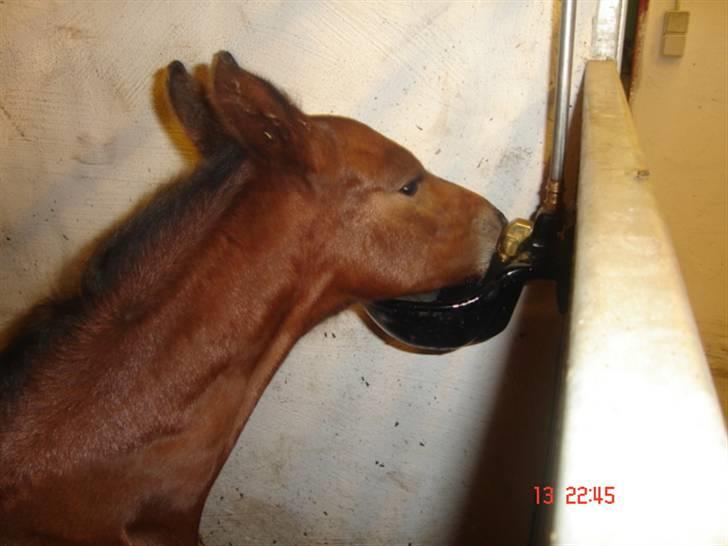 Dansk Varmblod Chester  - Er det sådan man gør mor!? billede 6