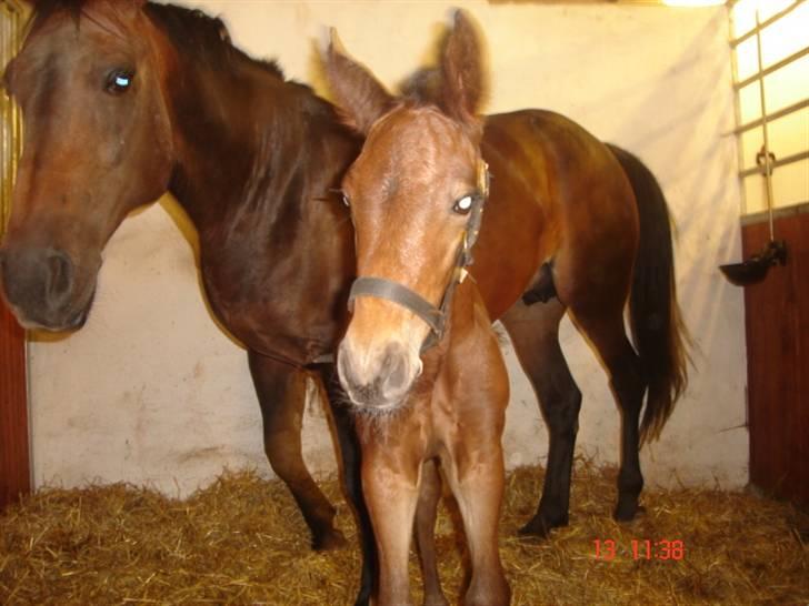 Dansk Varmblod Chester  billede 7