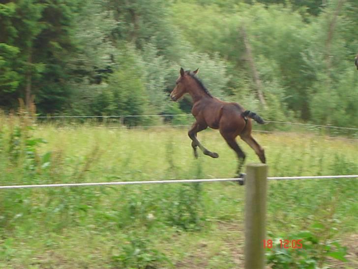 Dansk Varmblod Chester  - jubii billede 8