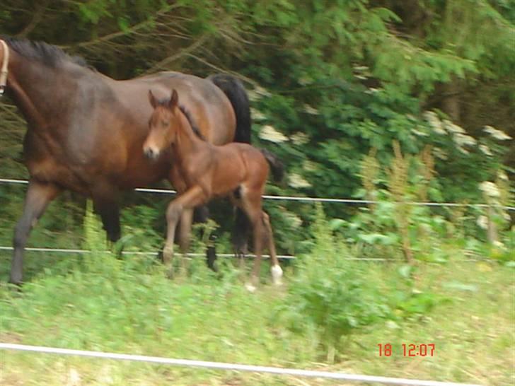 Dansk Varmblod Chester  billede 10