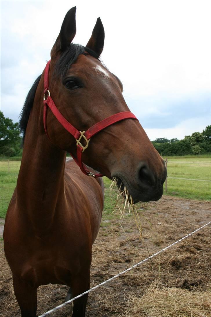 Dansk Varmblod Fru larsen<3 - Falder hurtigt til og får tygget lidt *SS* billede 3