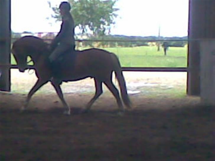 Welsh Pony af Cob-type (sec C) Faxi (solgt) - F A X I . . . < 3 billede 8