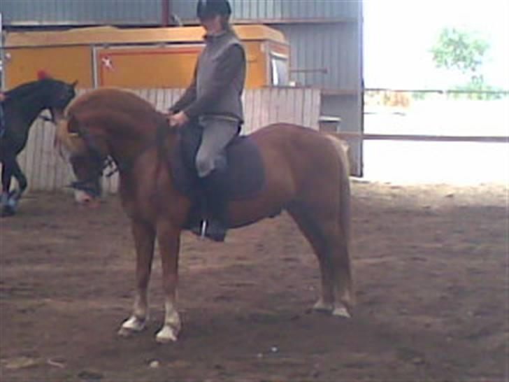 Welsh Pony af Cob-type (sec C) Faxi (solgt) - sikke en fin parade billede 9