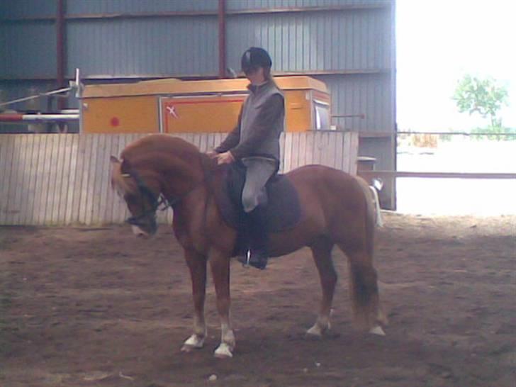 Welsh Pony af Cob-type (sec C) Faxi (solgt) - igen igen en parade billede 10