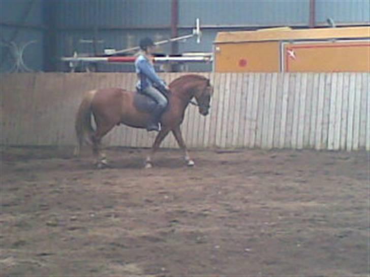 Welsh Pony af Cob-type (sec C) Faxi (solgt) - nanna på faxi billede 11