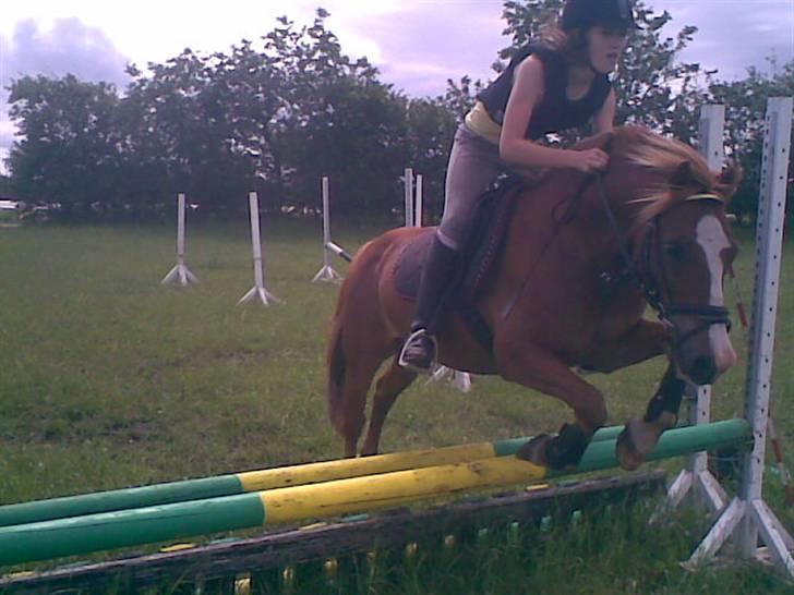 Welsh Pony af Cob-type (sec C) Faxi (solgt) - så tager vi lige et lille hop billede 12