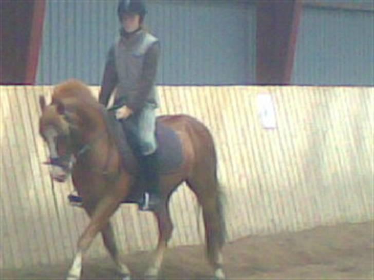 Welsh Pony af Cob-type (sec C) Faxi (solgt) - og flot kan den jo også gå når den vil billede 14