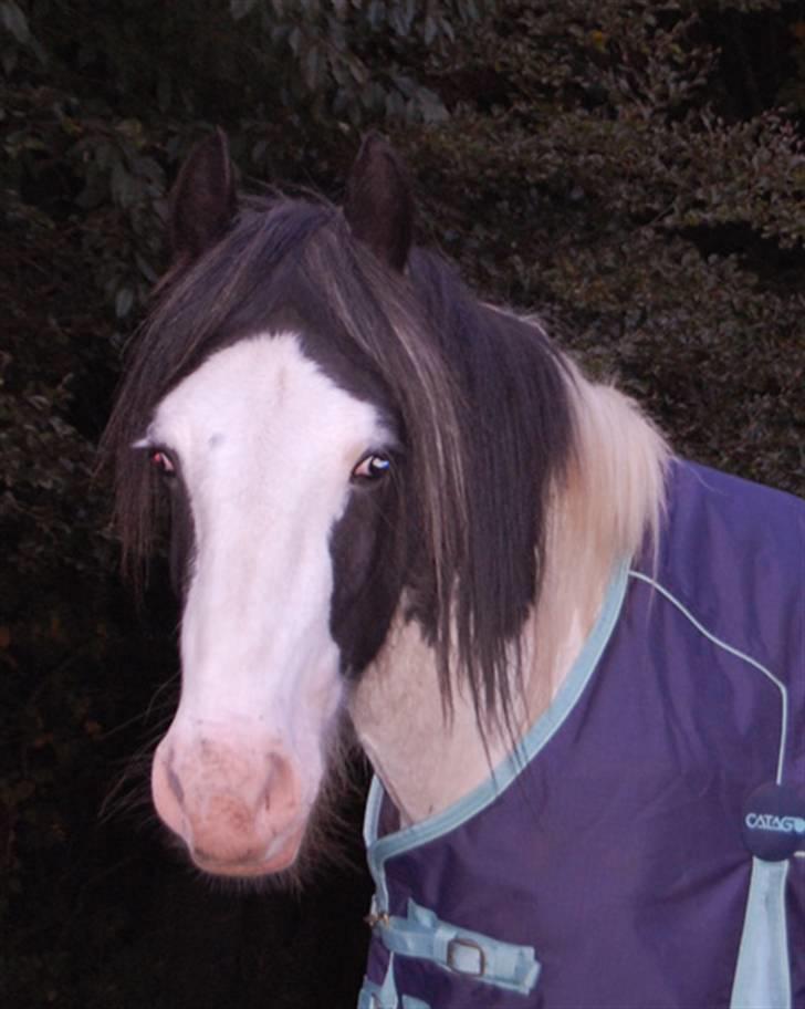 Irish Cob Egehøj`s Piano  - Piano men sit nye tøj.. :) billede 5