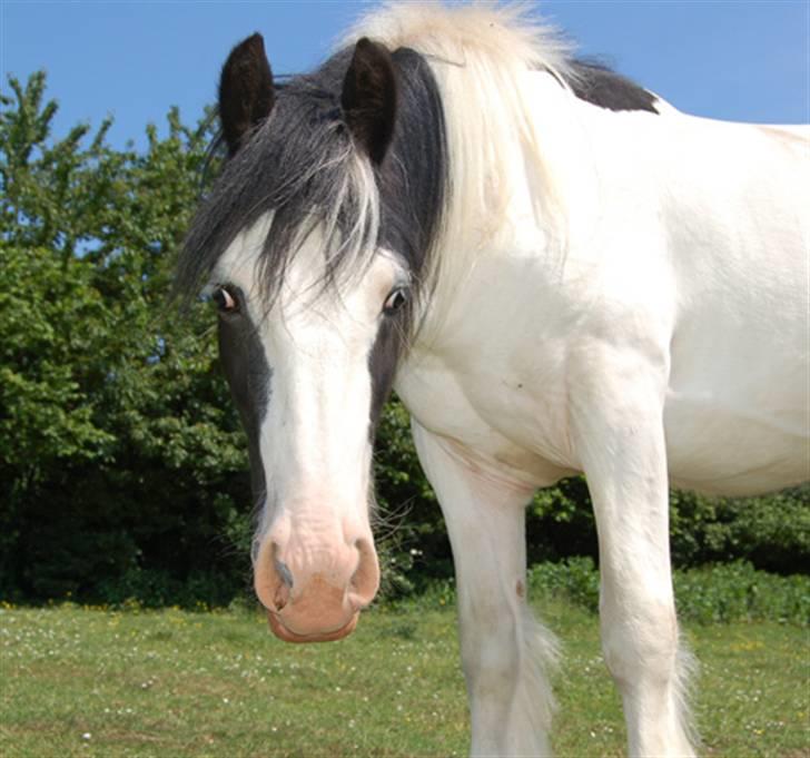 Irish Cob Egehøj`s Piano  - " Hej.. Hva` laver du da der nede Line?" :) billede 6