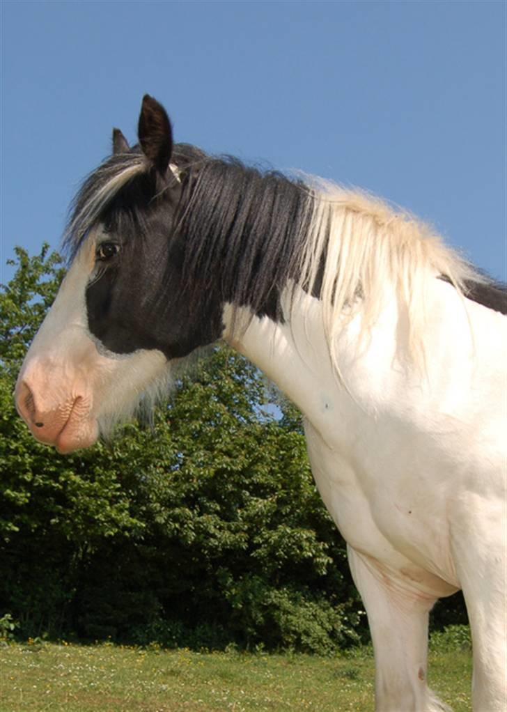 Irish Cob Egehøj`s Piano  - "Ja.. Jeg ved det! Jeg er en Movie Star!" billede 7