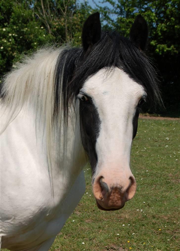 Irish Cob Egehøj`s Piano  - Piano juni 2007 billede 8