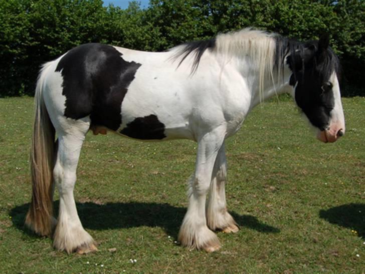 Irish Cob Egehøj`s Piano  - Juni 2007 billede 9