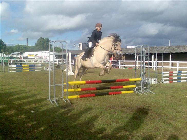 Fjordhest Risbjerggårds abanos - Abanos til dyrskue han er bare så dygirg billede 12