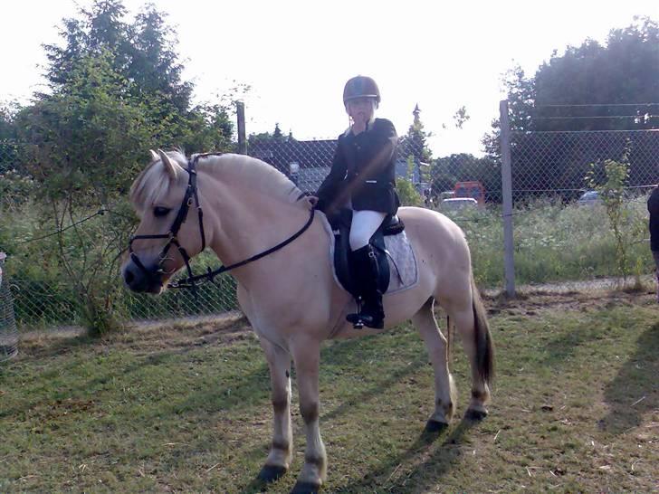 Fjordhest Risbjerggårds abanos - Abanos og sabine billede 13