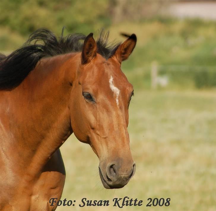 Dansk Varmblod Caluna billede 1
