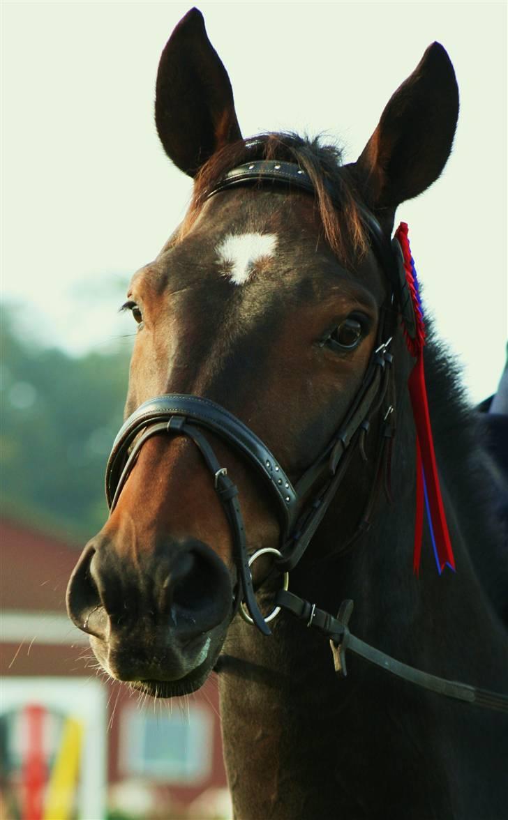 Dansk Varmblod Fair-Fight - velkommen til Fighters profil.   var der nogen der sagde lækker hest ?  billede 1