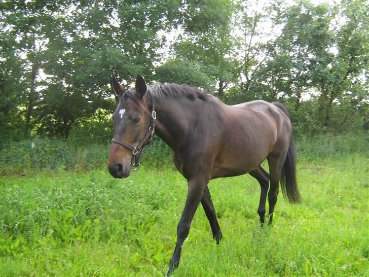 Dansk Varmblod Fair-Fight billede 3