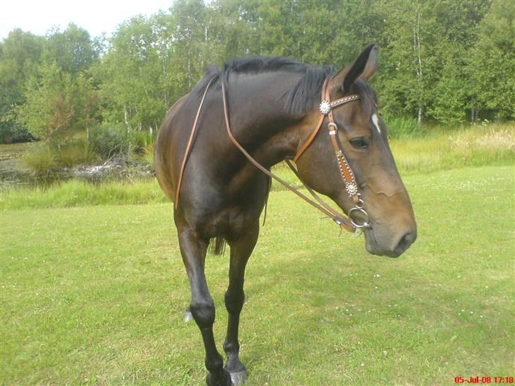 Dansk Varmblod Fair-Fight billede 4
