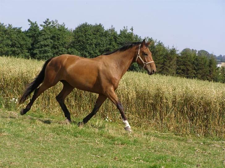 Dansk Varmblod Bomgaardens Baloo billede 5