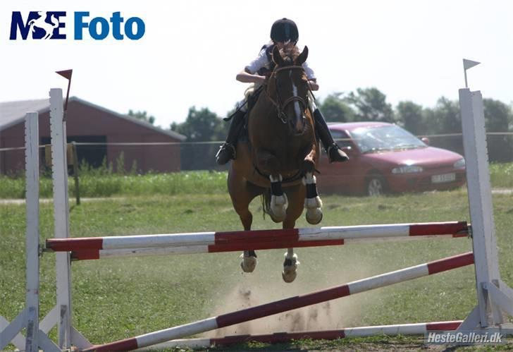 Anden særlig race Flicka billede 8