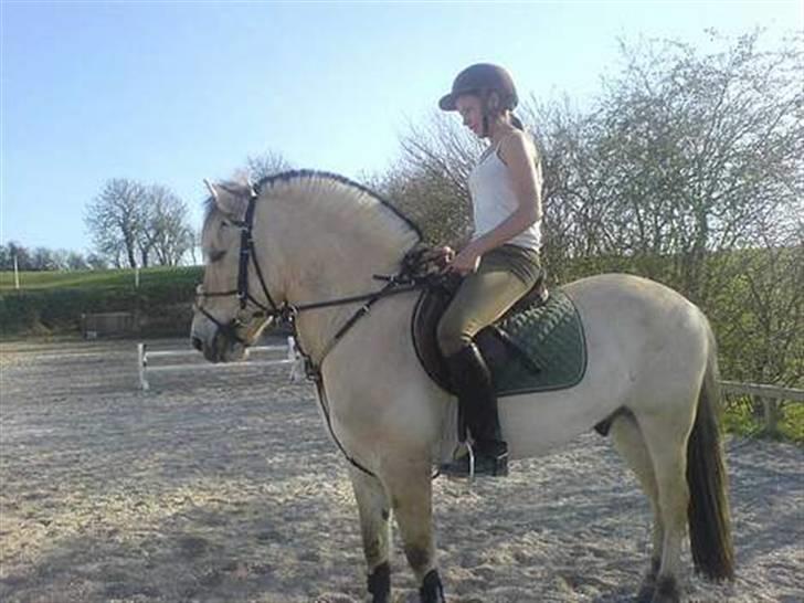 Fjordhest Nikolaj Frøkær *Solgt* billede 11