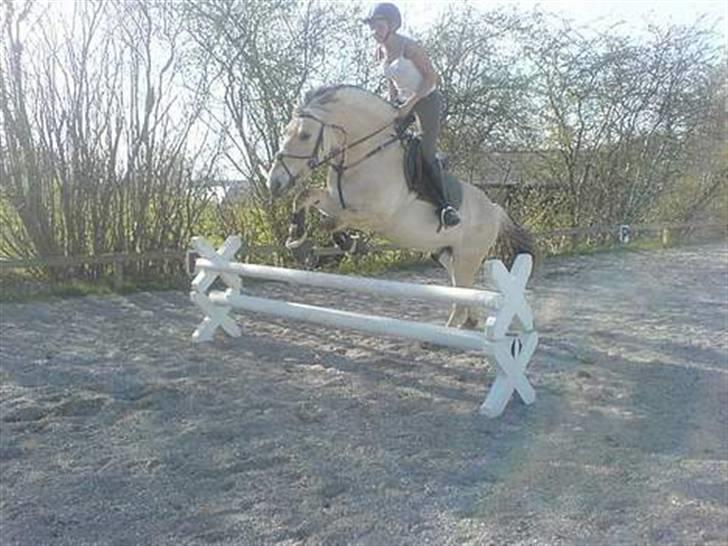 Fjordhest Nikolaj Frøkær *Solgt* billede 12