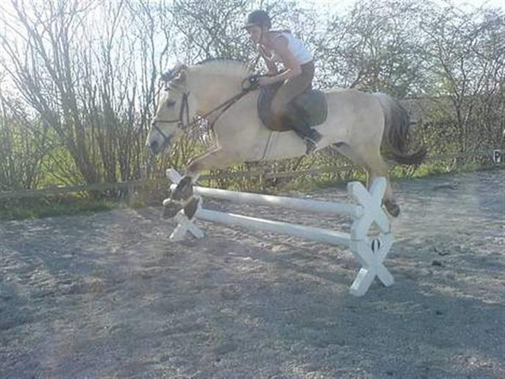 Fjordhest Nikolaj Frøkær *Solgt* billede 13