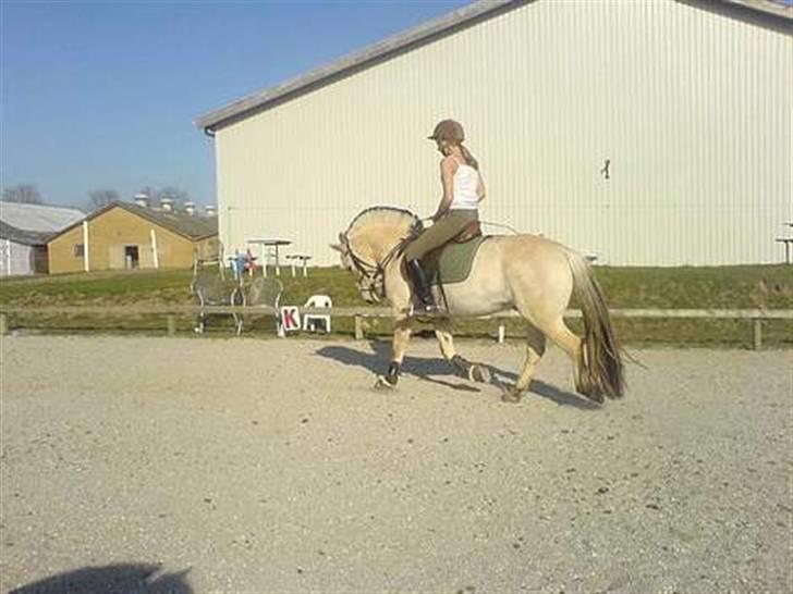 Fjordhest Nikolaj Frøkær *Solgt* billede 14