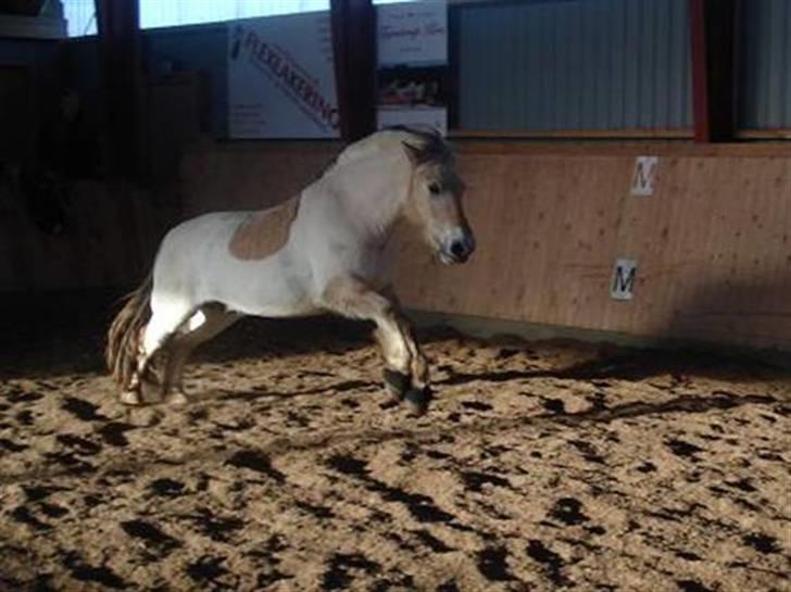 Fjordhest Nikolaj Frøkær *Solgt* billede 16