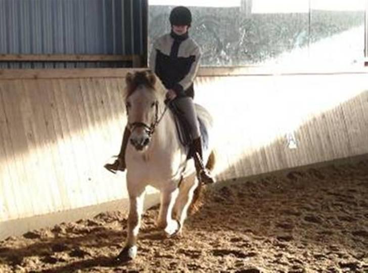 Fjordhest Nikolaj Frøkær *Solgt* billede 17